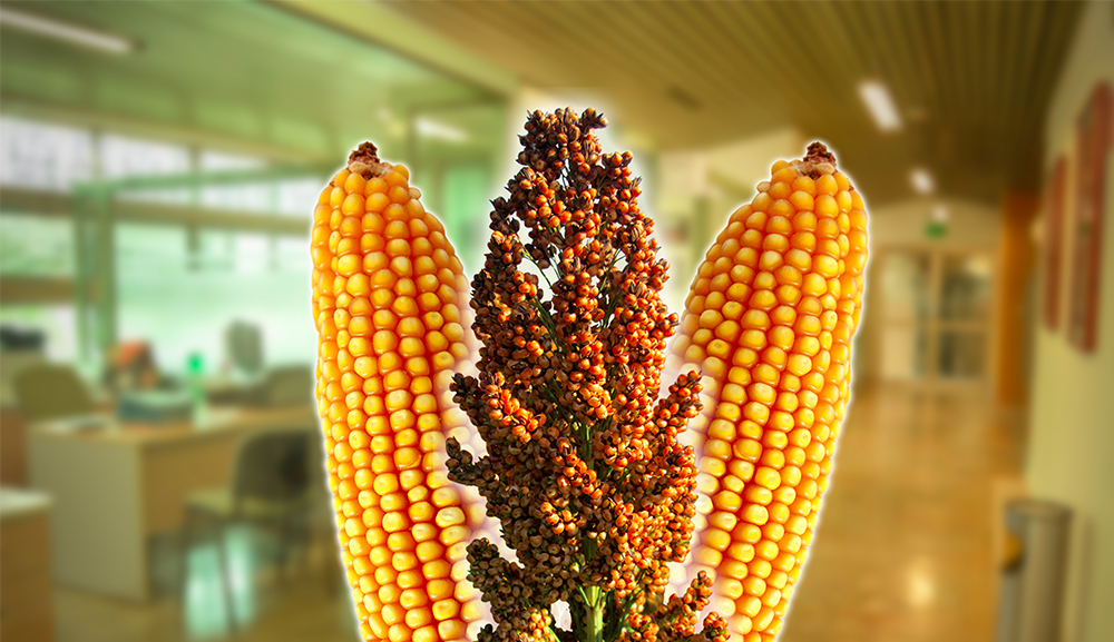 sorgo y maiz sorgo y maiz